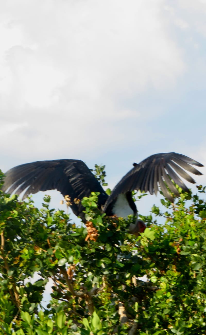 Birdlife Photography