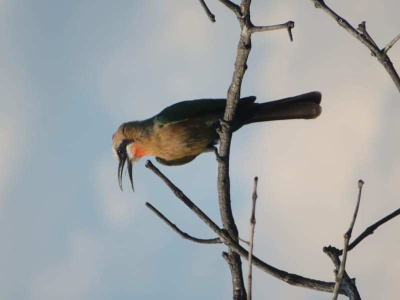 Birdlife Photography