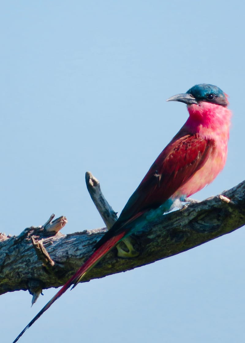 Birdlife Photography