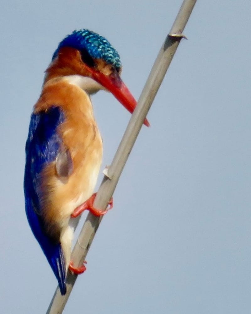 Birdlife Photography