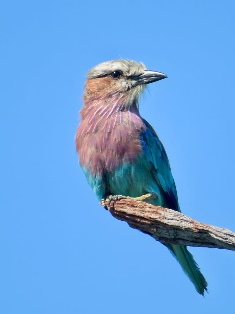 Birdlife Photography