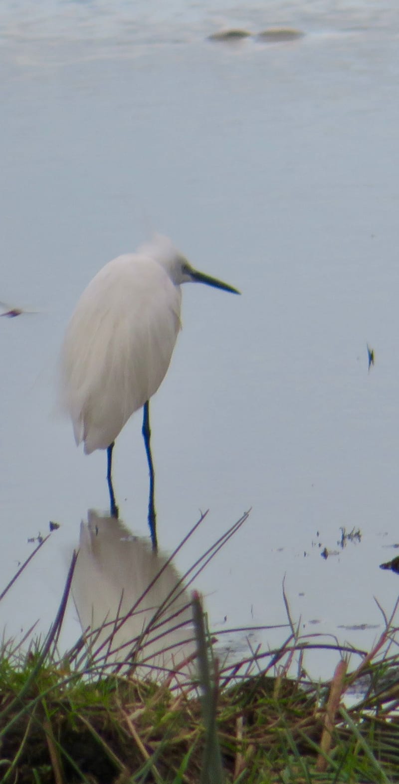 Birdlife Photography