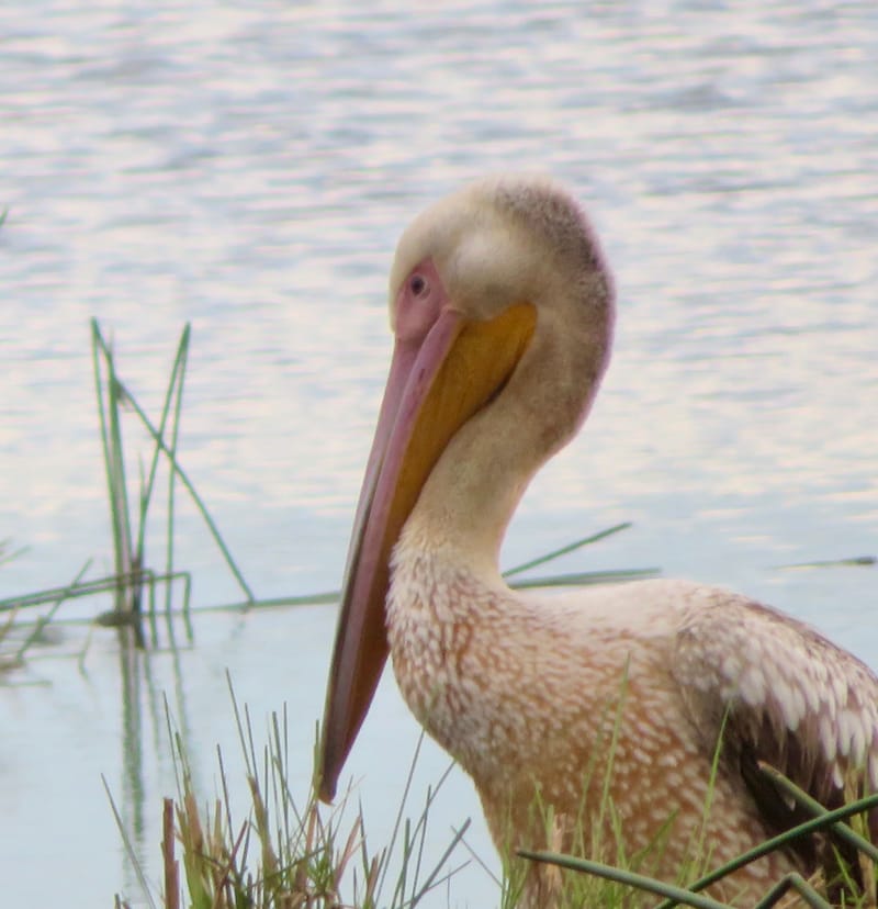 Birdlife Photography