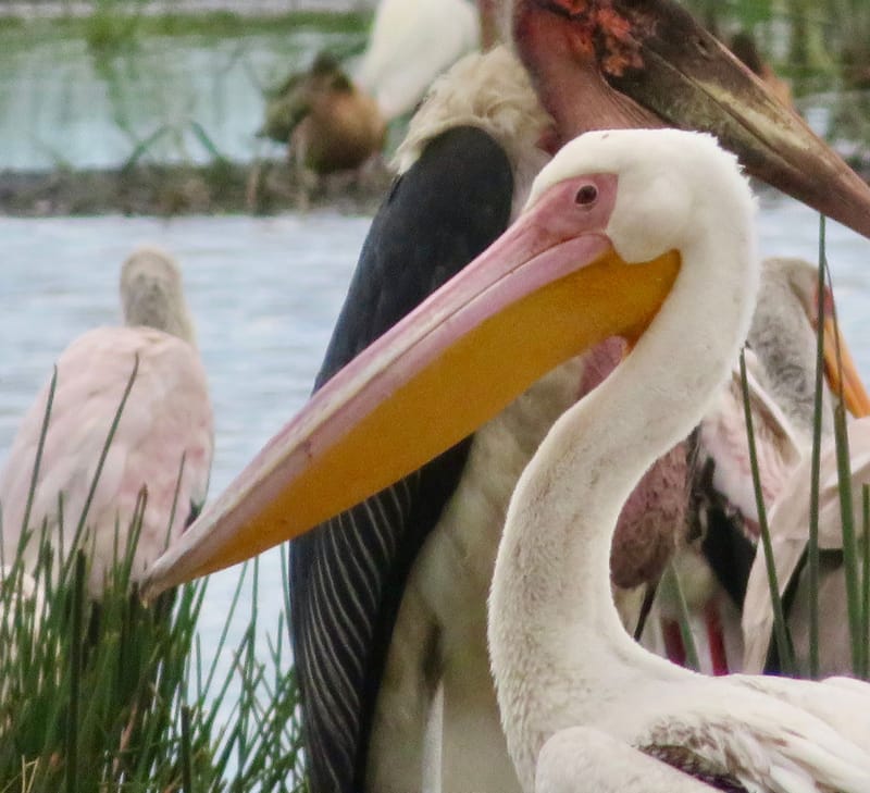 Birdlife Photography