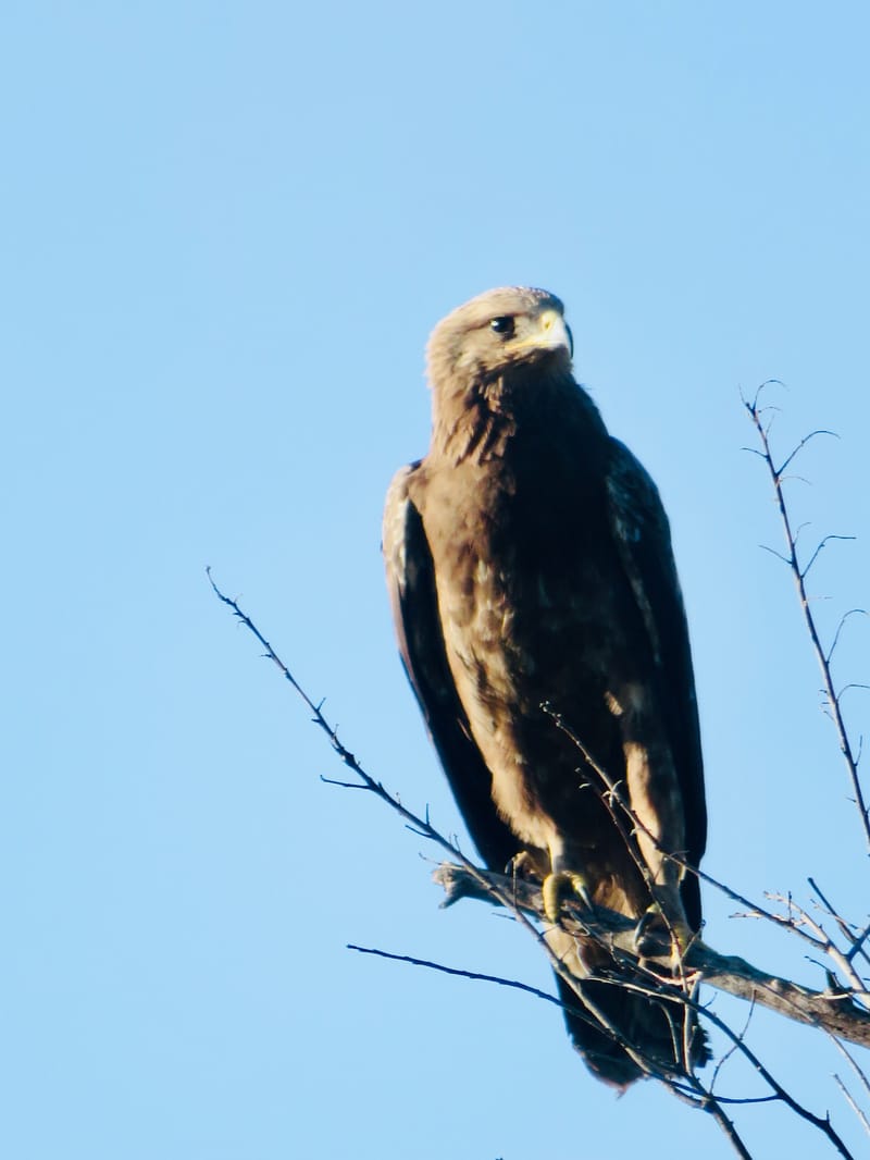 Birdlife Photography