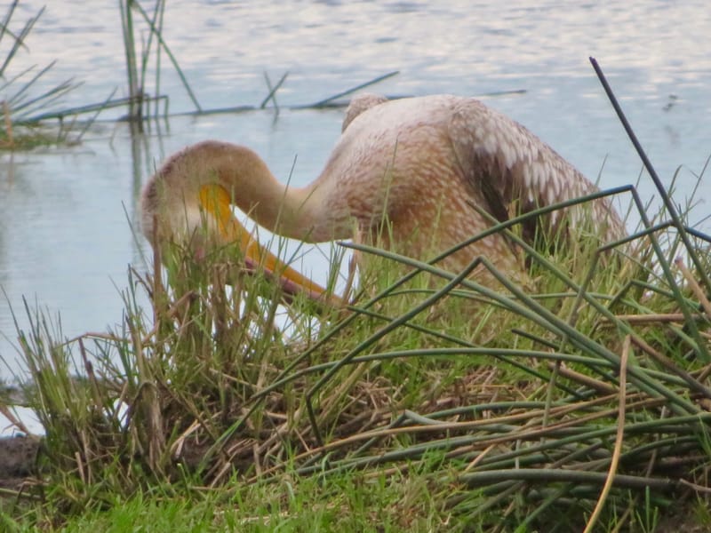 Birdlife Photography