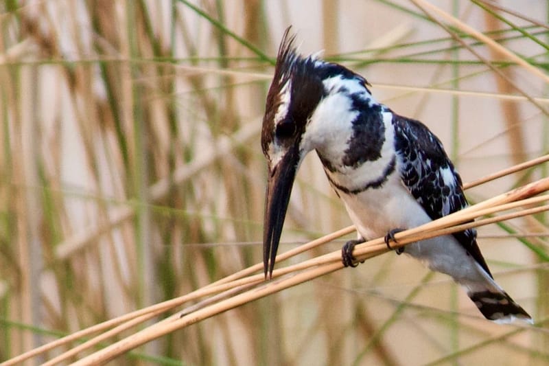 Birdlife Photography