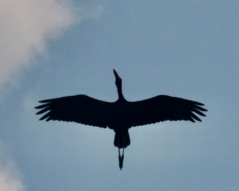 Birdlife Photography