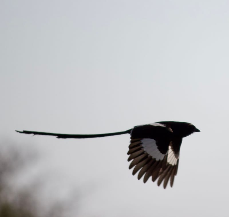 Birdlife Photography