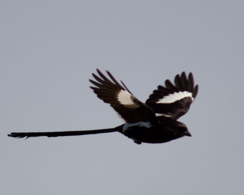 Birdlife Photography