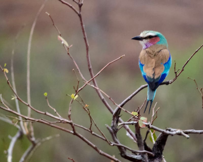 Birdlife Photography