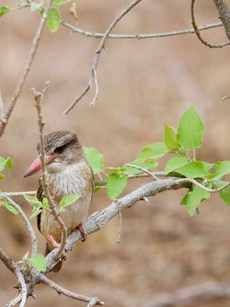 Birdlife Photography