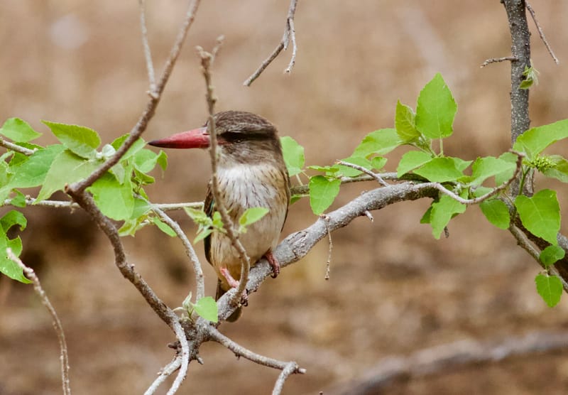 Birdlife Photography