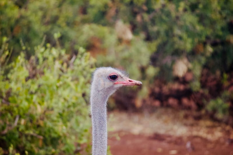 Birdlife Photography