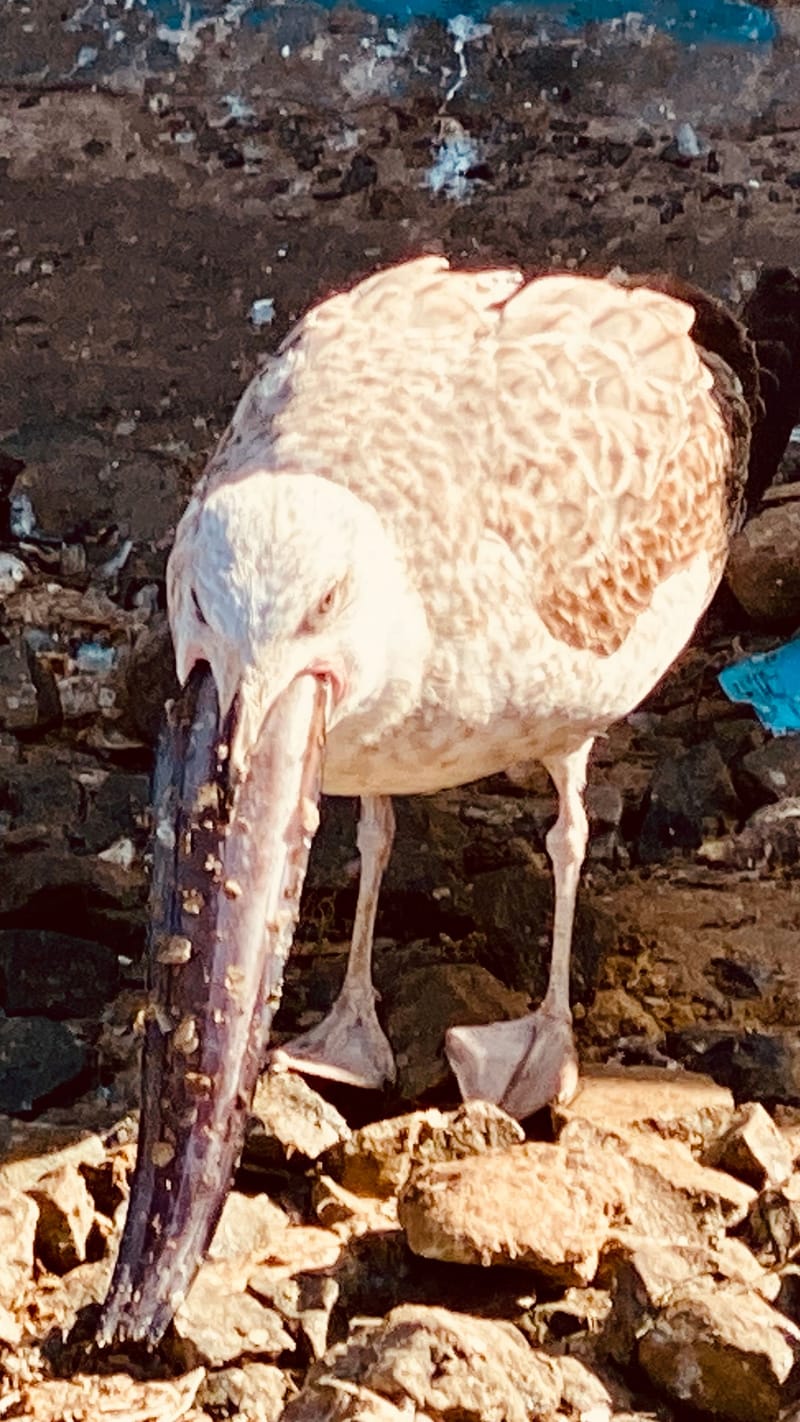 Birdlife Photography