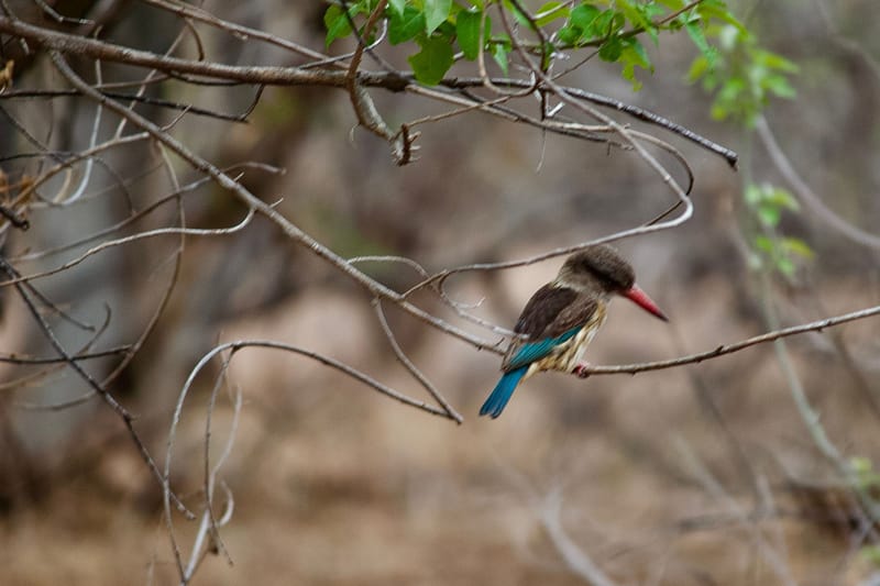 Birdlife Photography