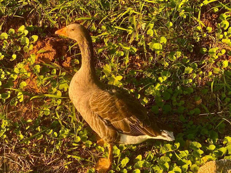 Birdlife Photography