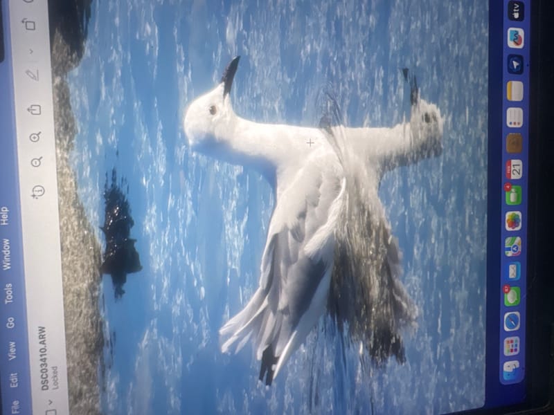 Birdlife Photography