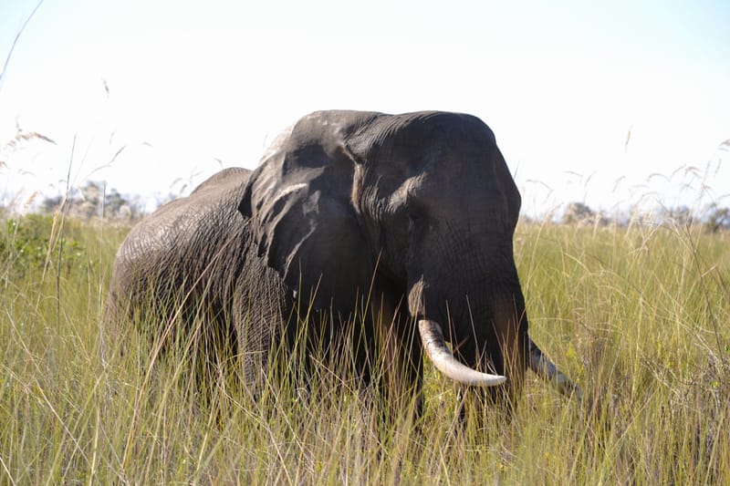 Okavango Delta Expedition 