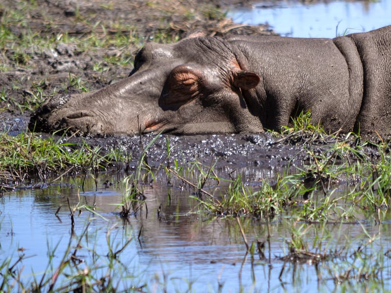 Okavango Delta Expedition 
