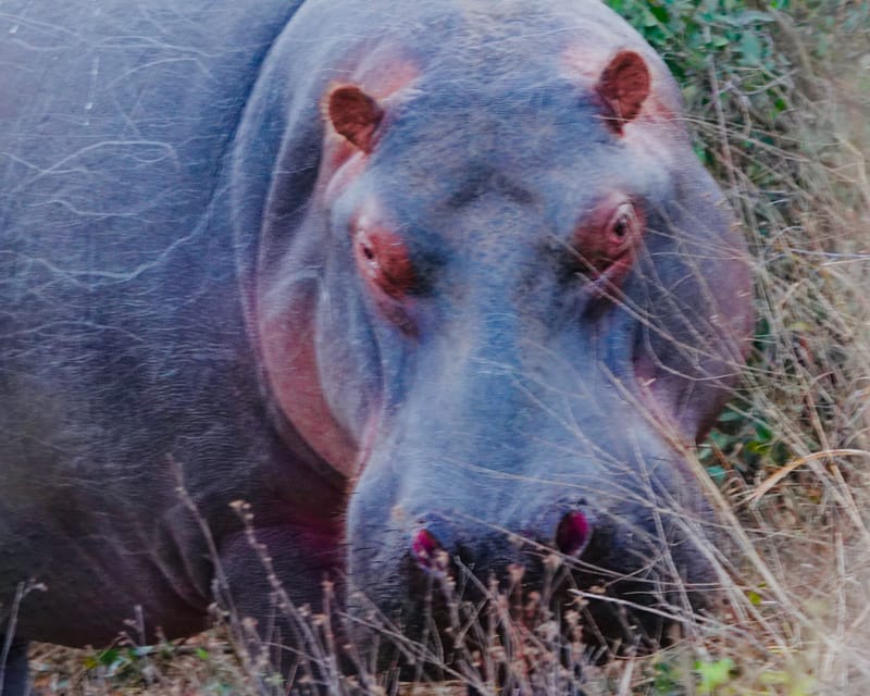 Okavango Delta Expedition 
