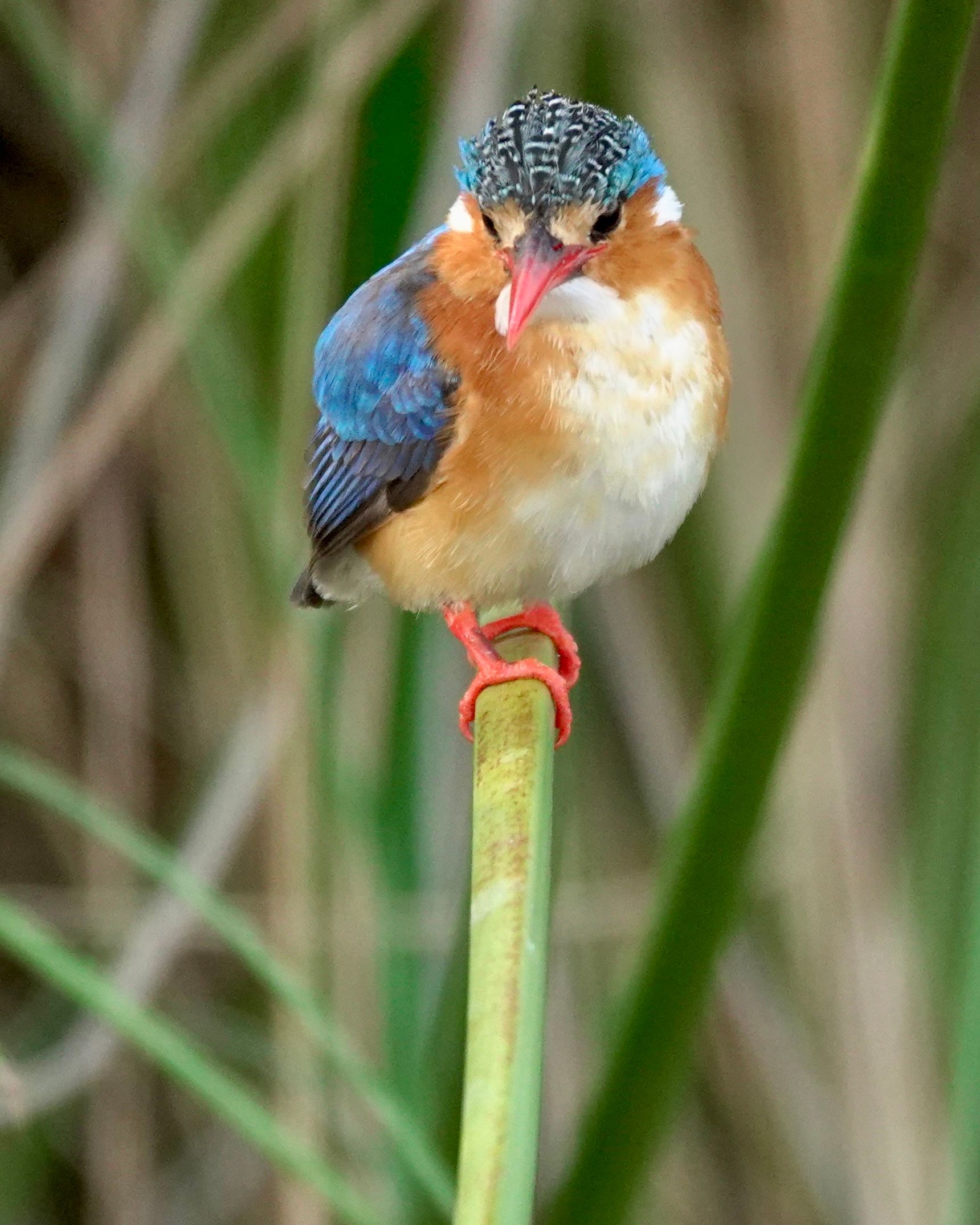 Voëllewe Fotografie