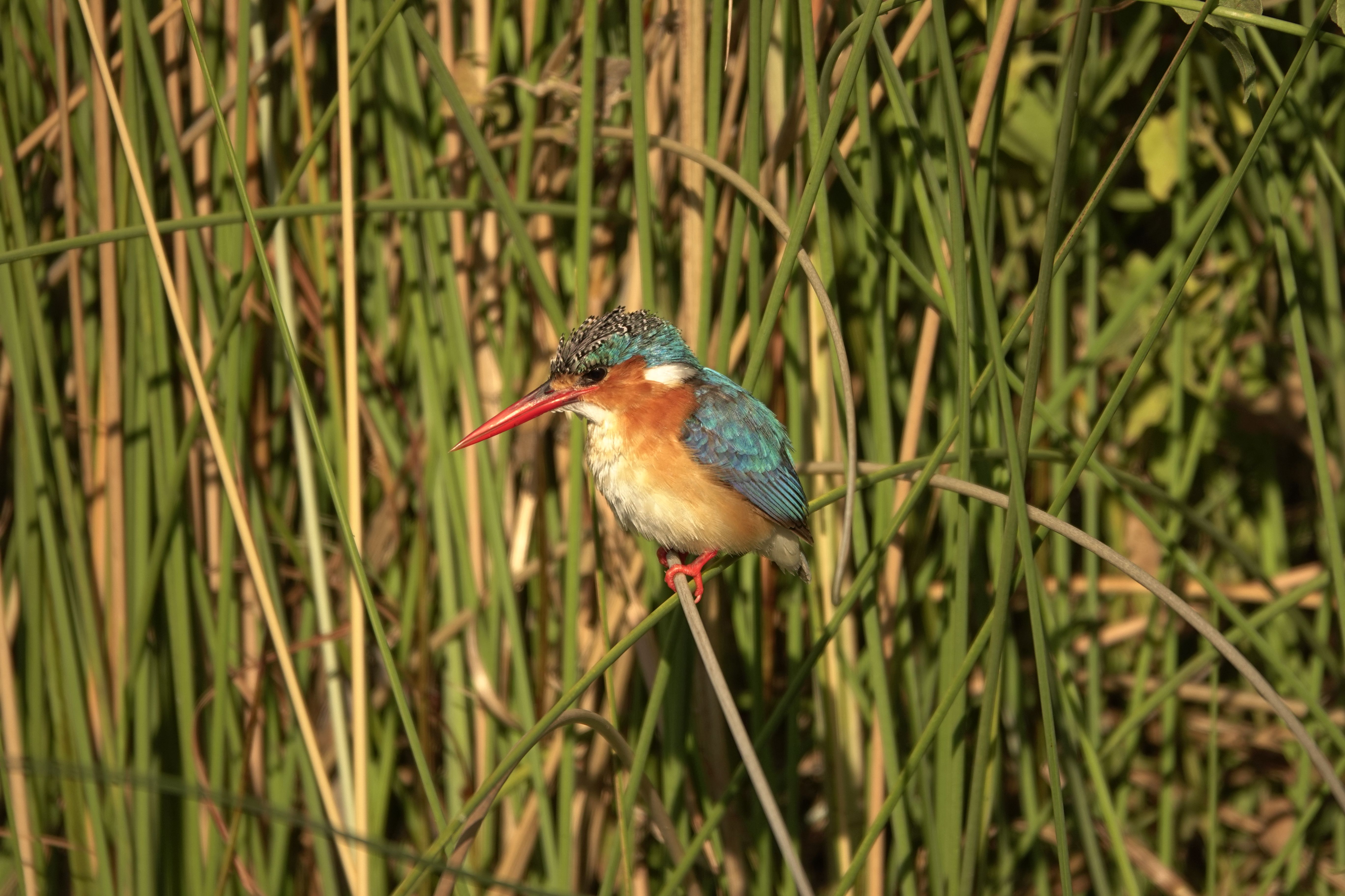 Voëllewe Fotografie