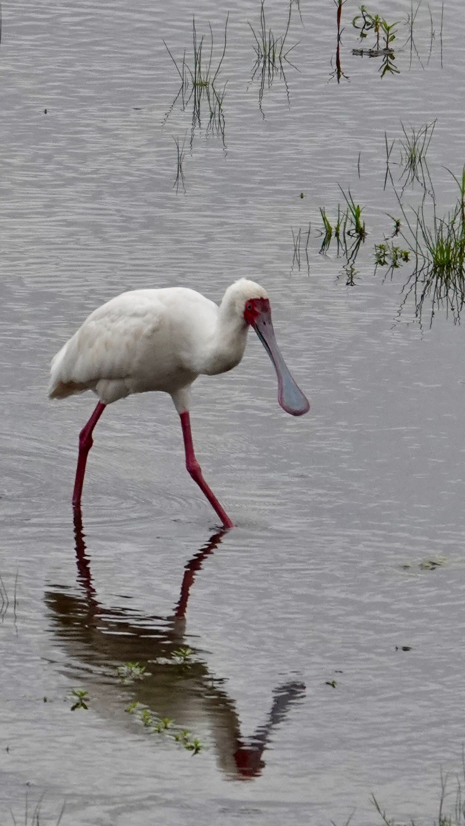 Voëllewe Fotografie