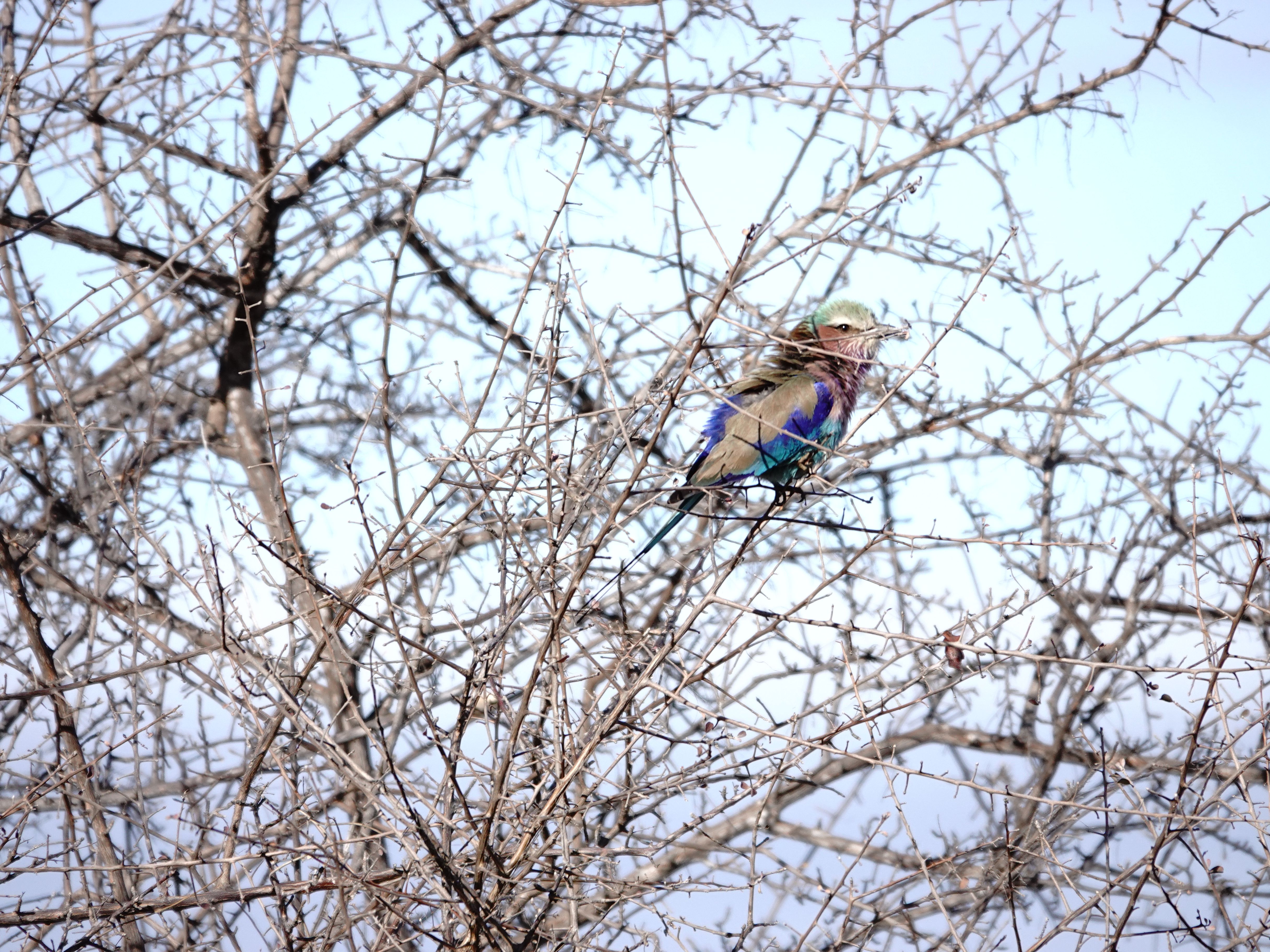 Voëllewe Fotografie