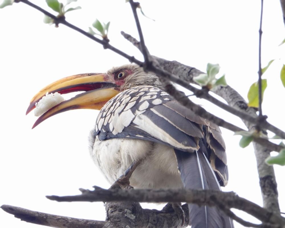 Voëllewe Fotografie