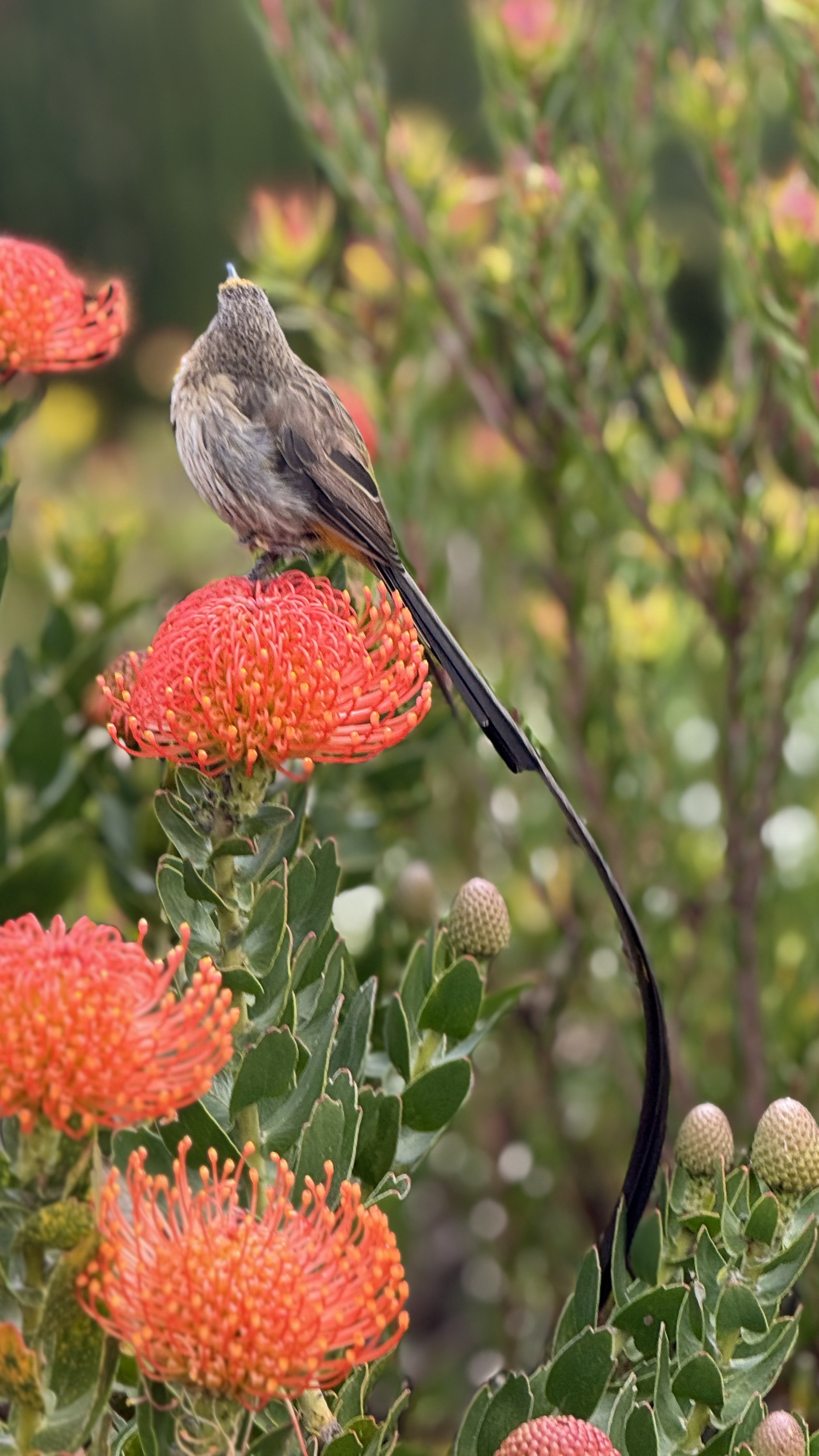 Voëllewe Fotografie