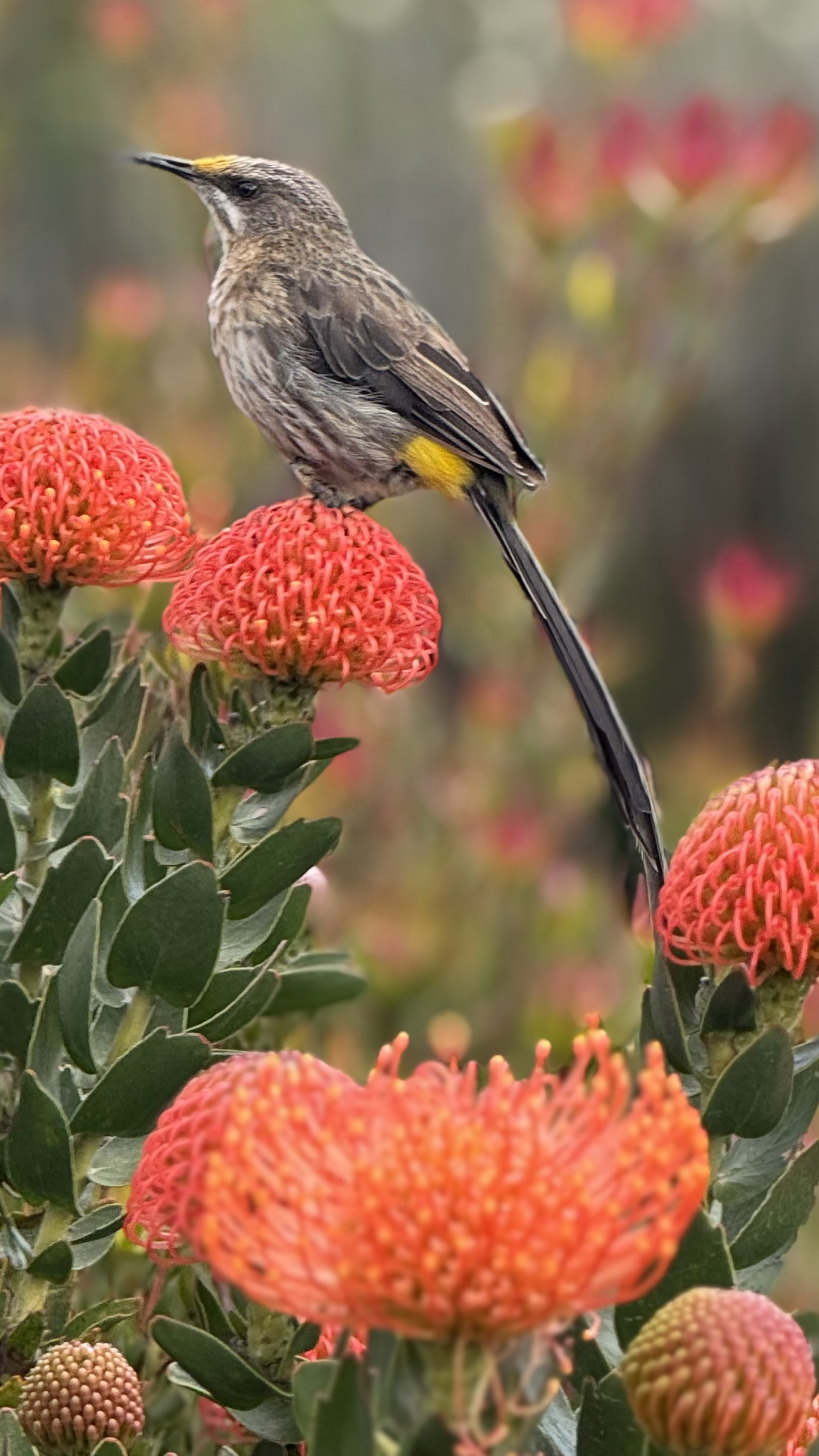 Voëllewe Fotografie