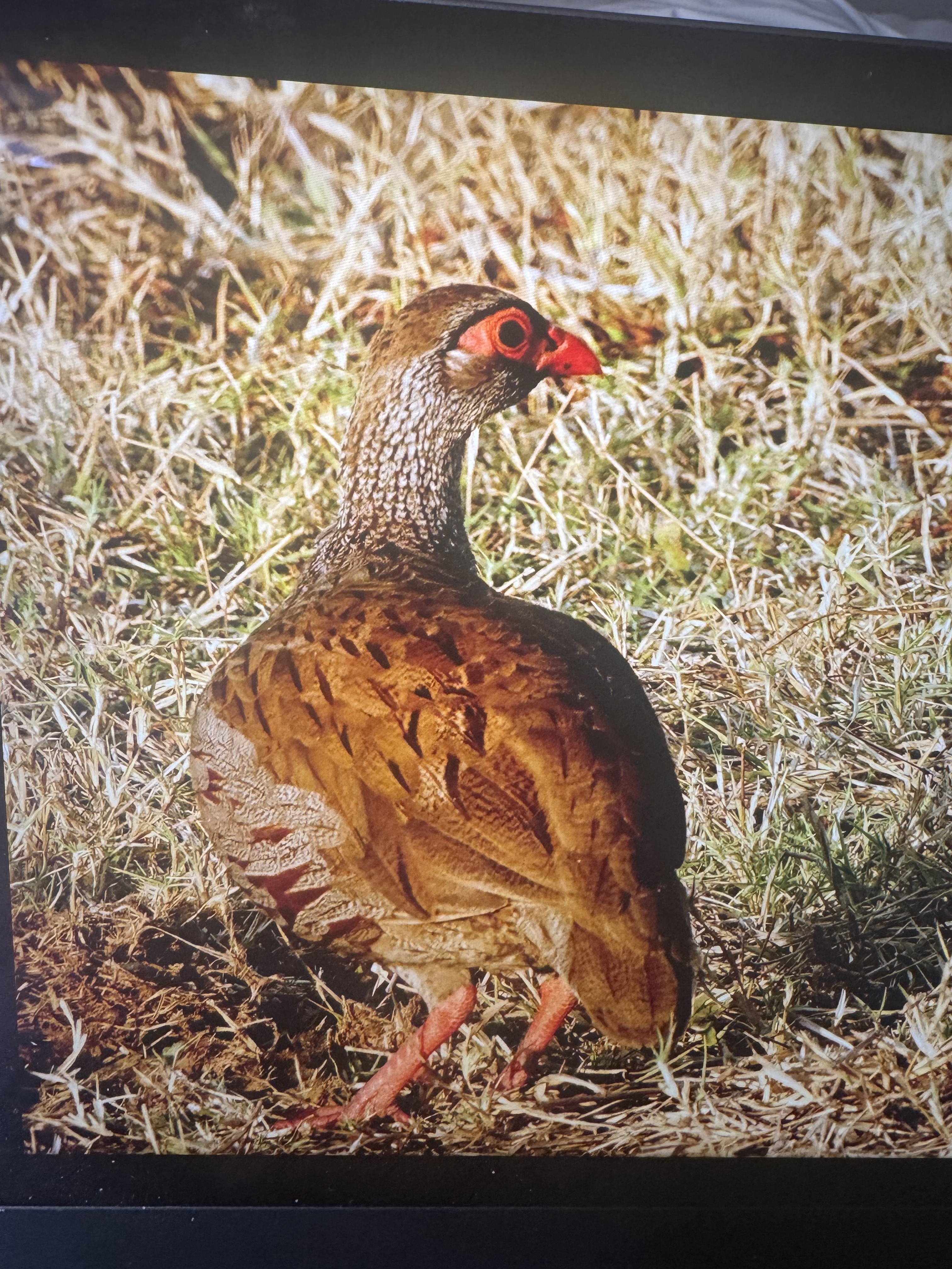 Voëllewe Fotografie