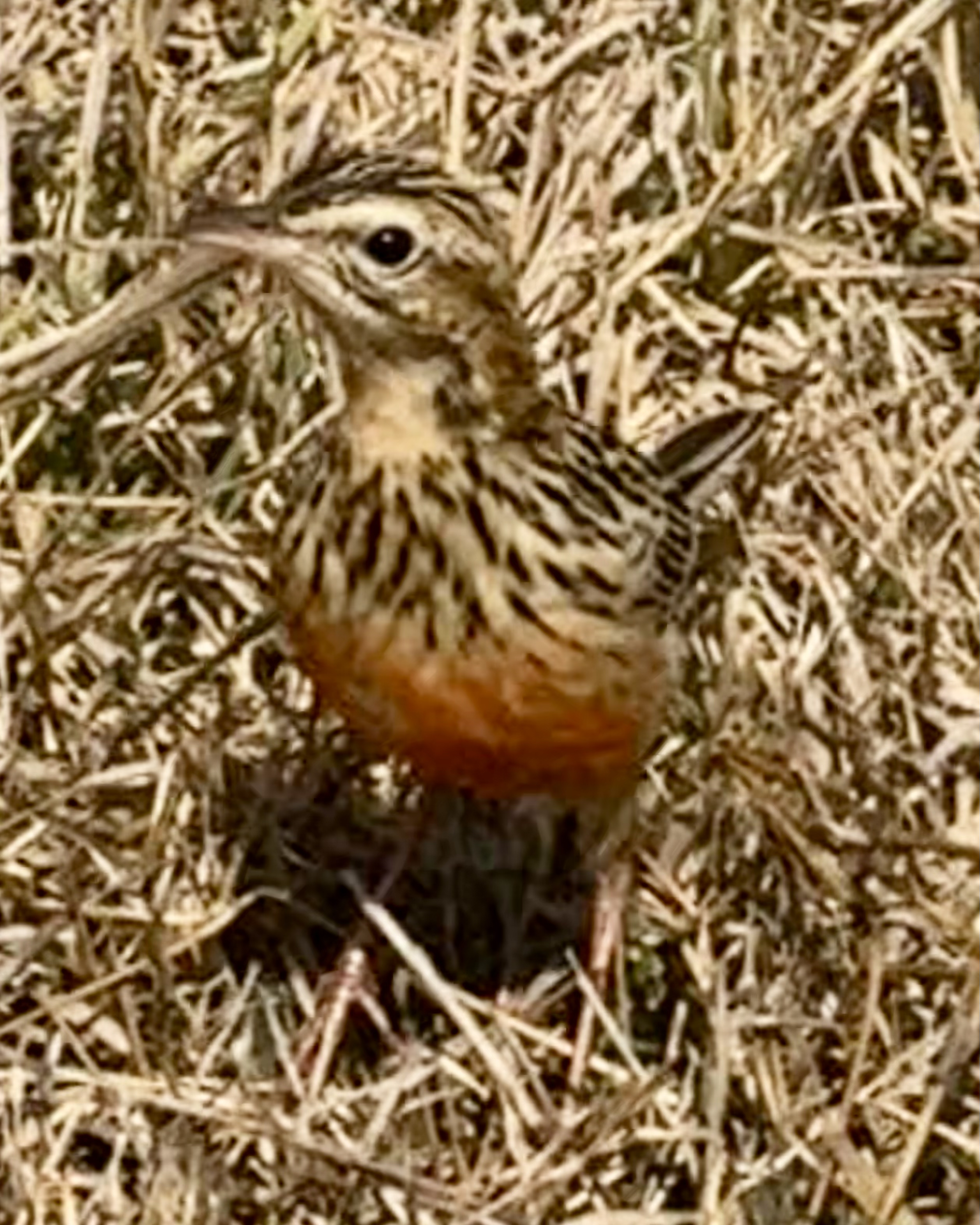 Voëllewe Fotografie