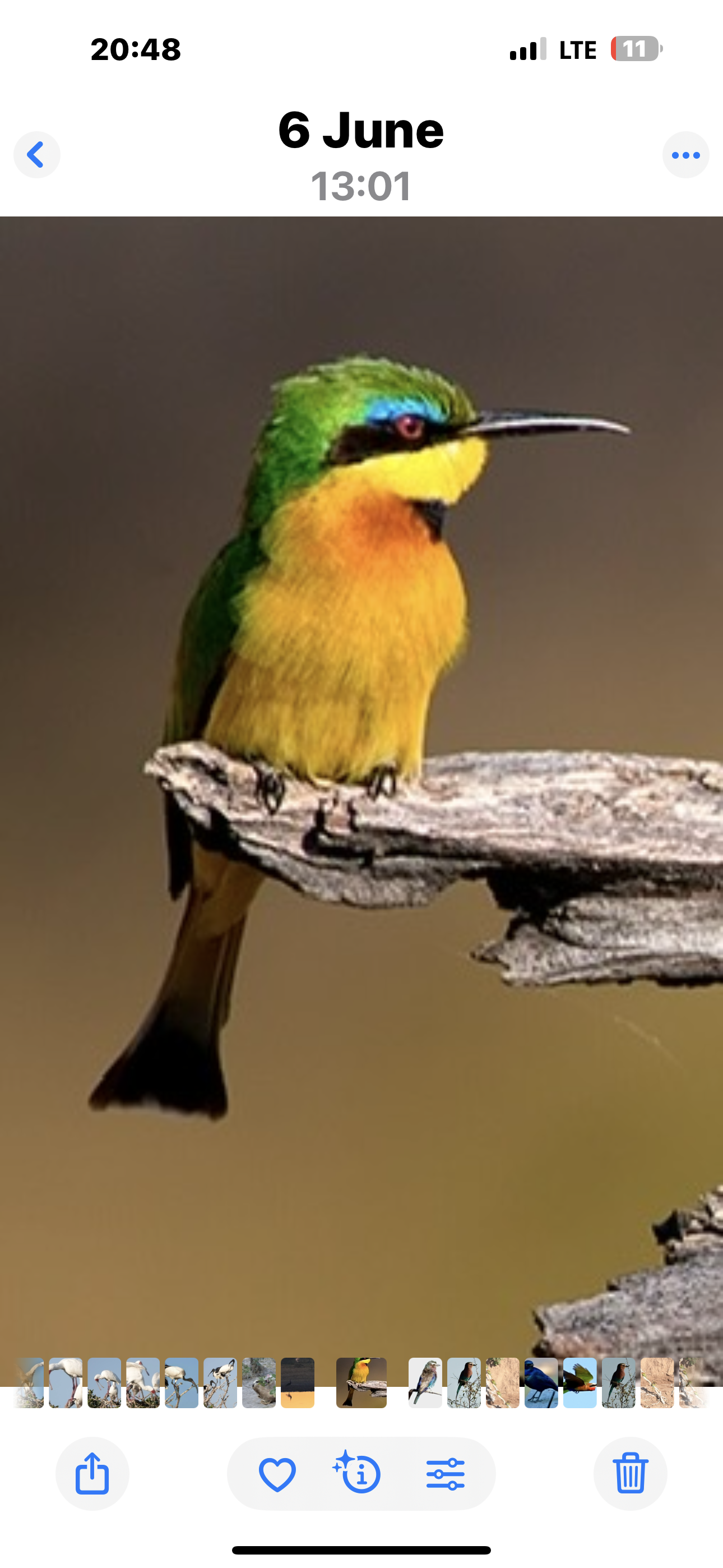 Voëllewe Fotografie