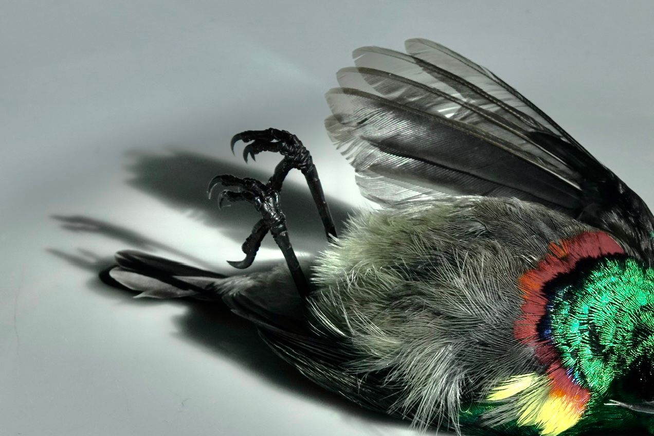 Voëllewe Fotografie