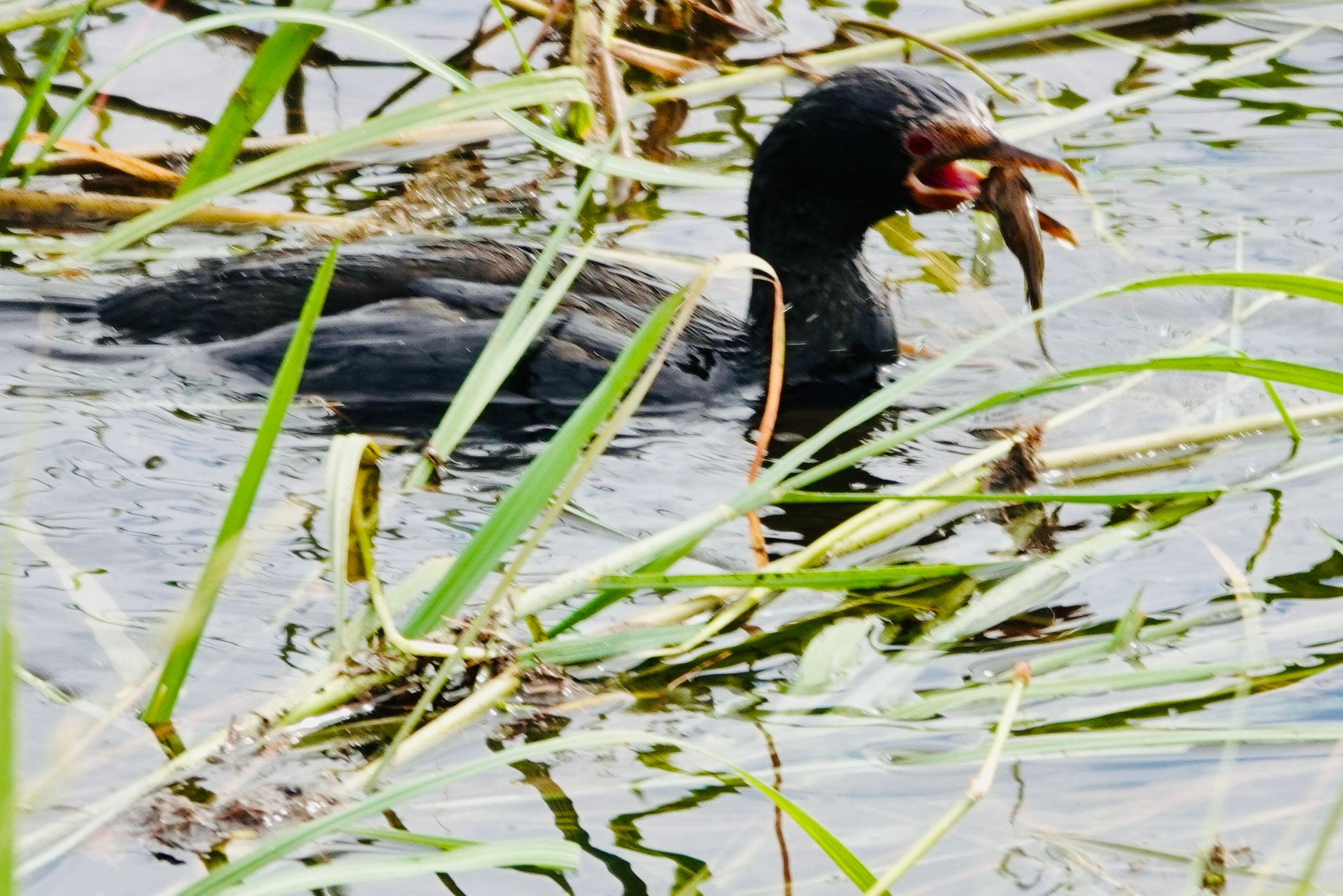 Voëllewe Fotografie