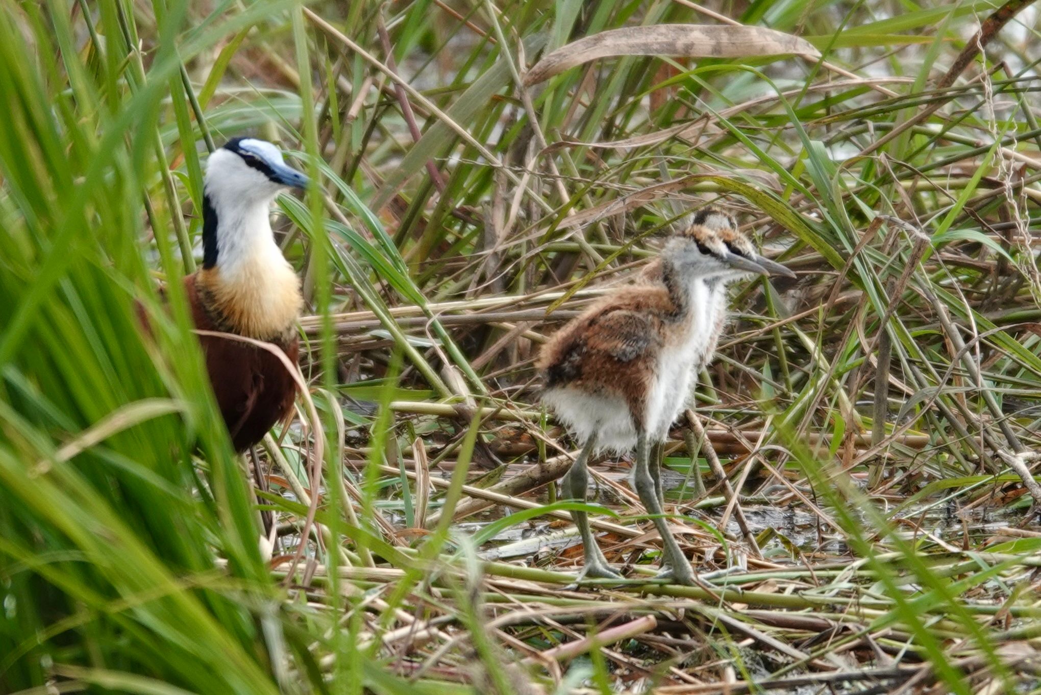 Voëllewe Fotografie