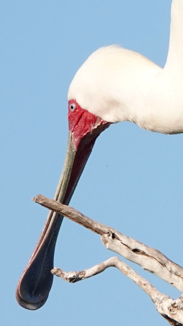 Voëllewe Fotografie