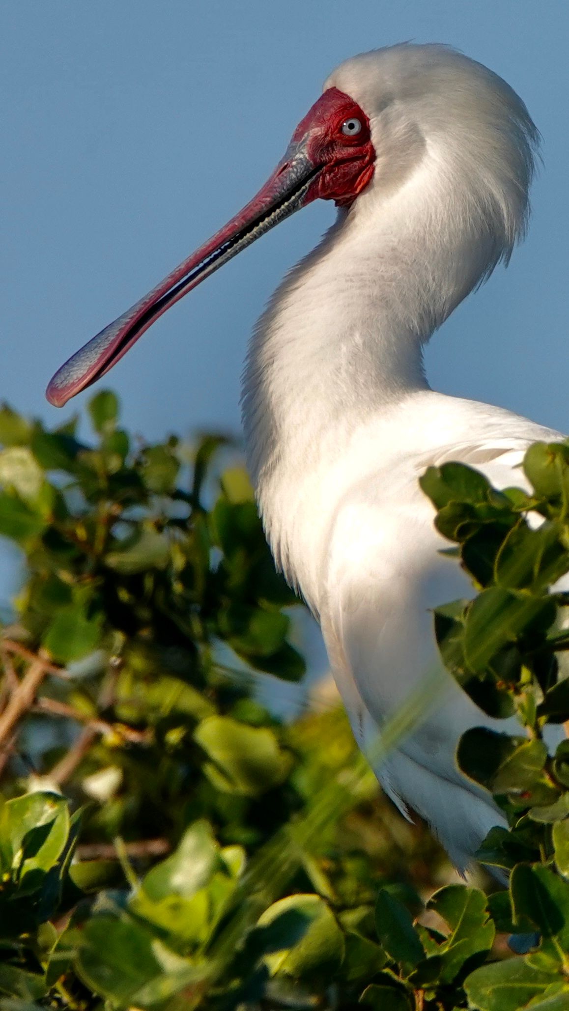 Voëllewe Fotografie