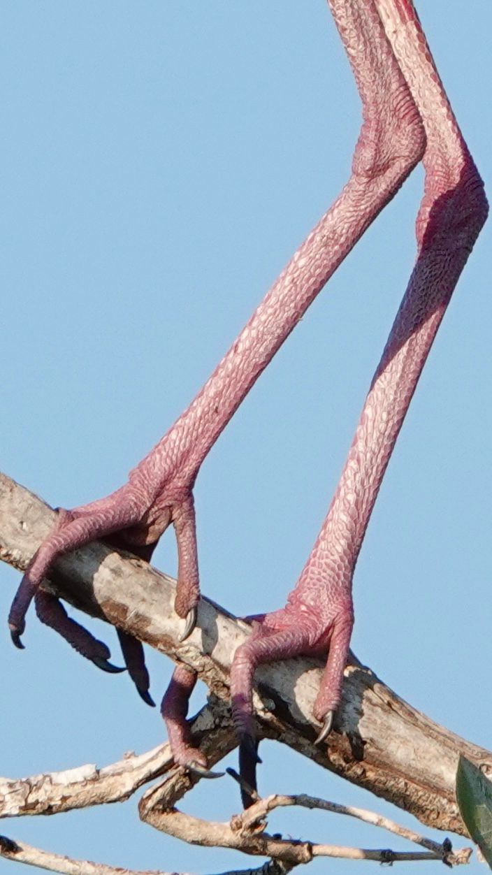 Voëllewe Fotografie