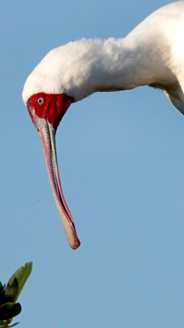 Voëllewe Fotografie