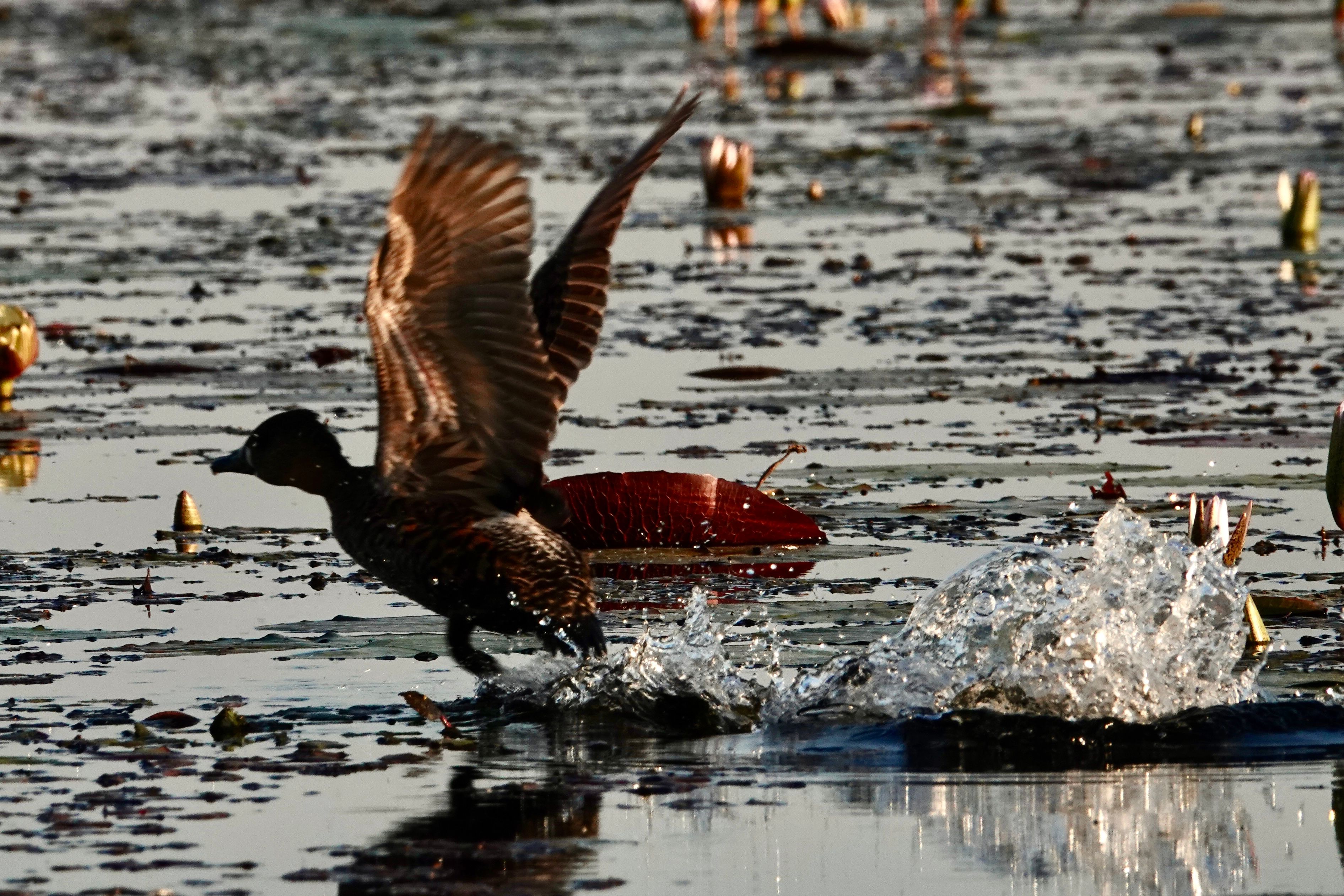 Voëllewe Fotografie