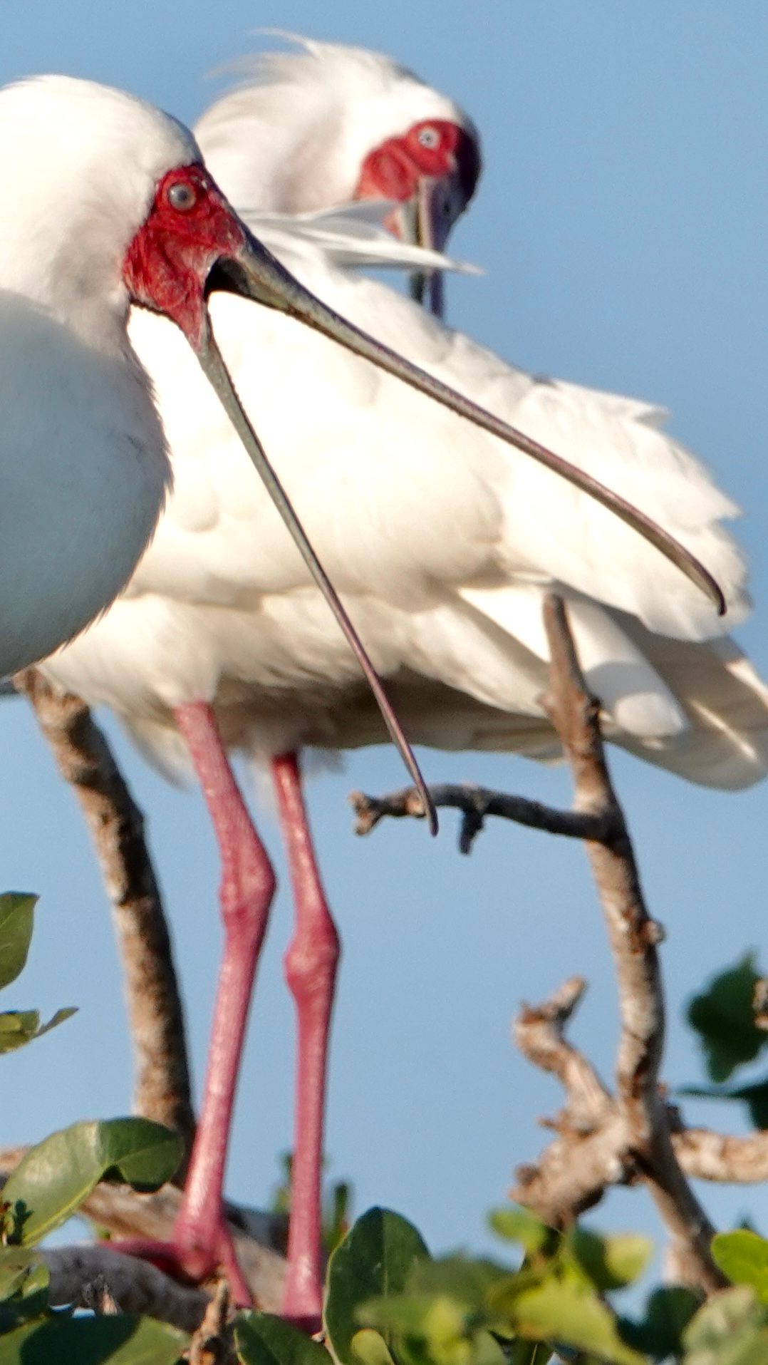 Voëllewe Fotografie