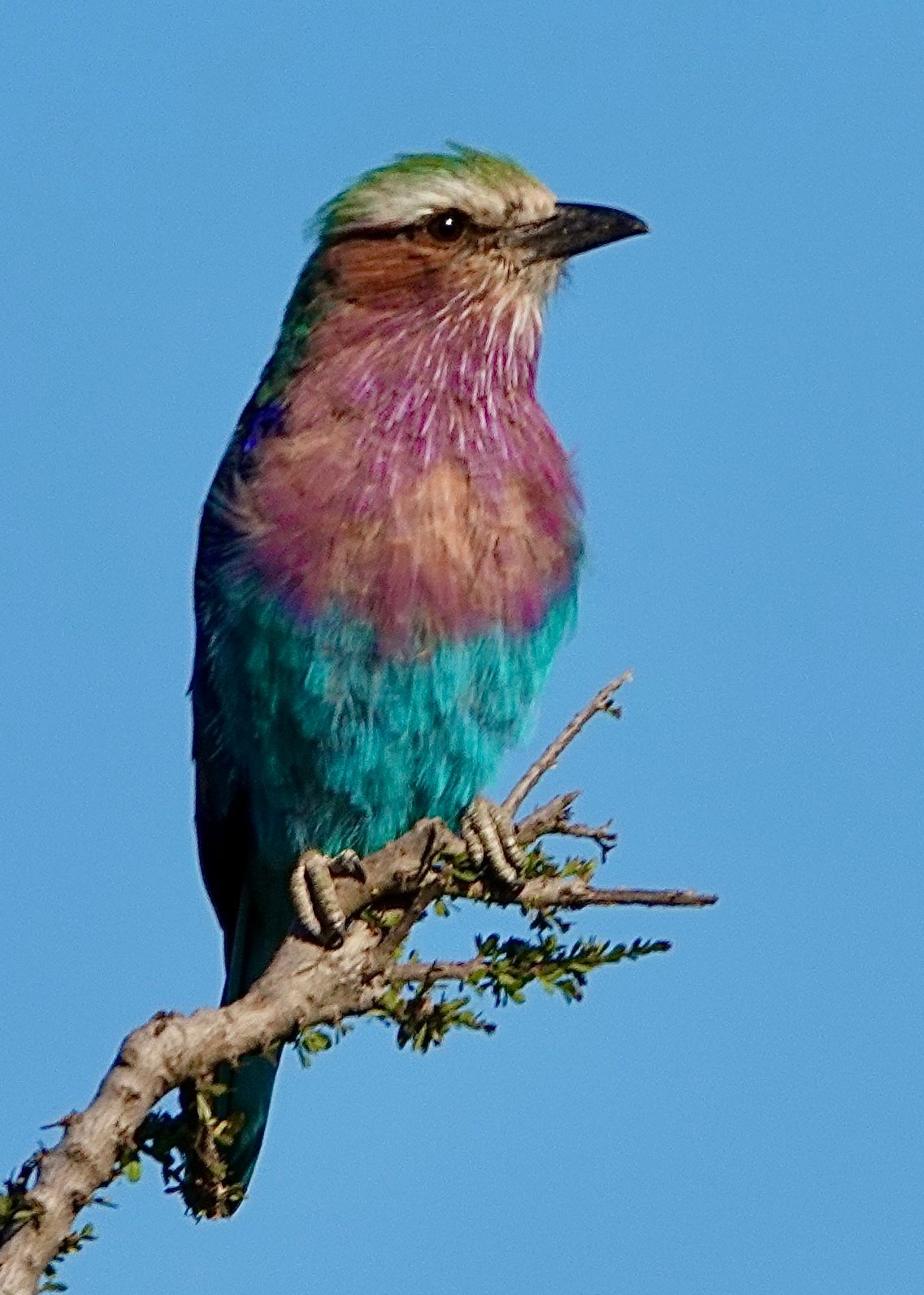 Voëllewe Fotografie