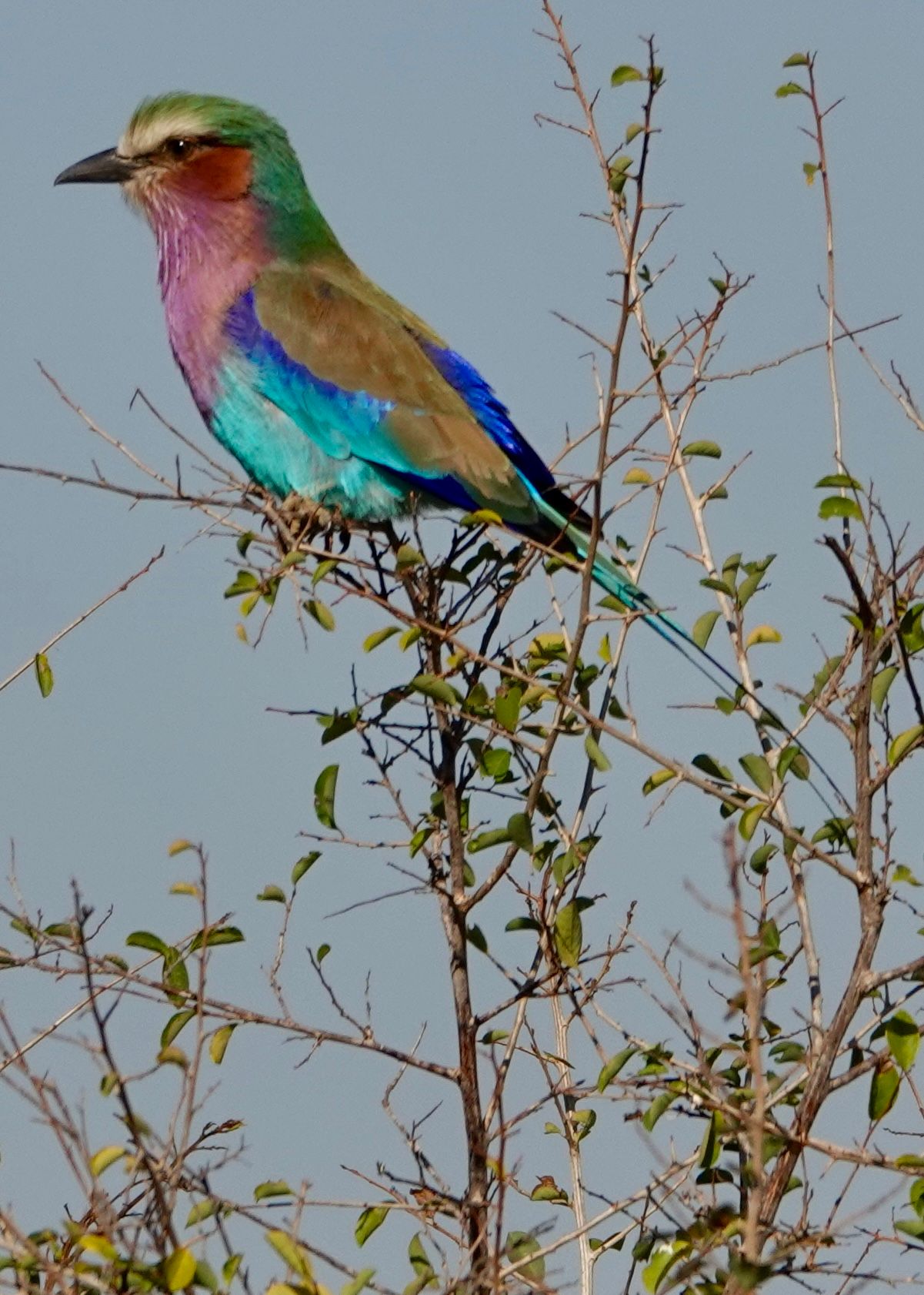 Voëllewe Fotografie