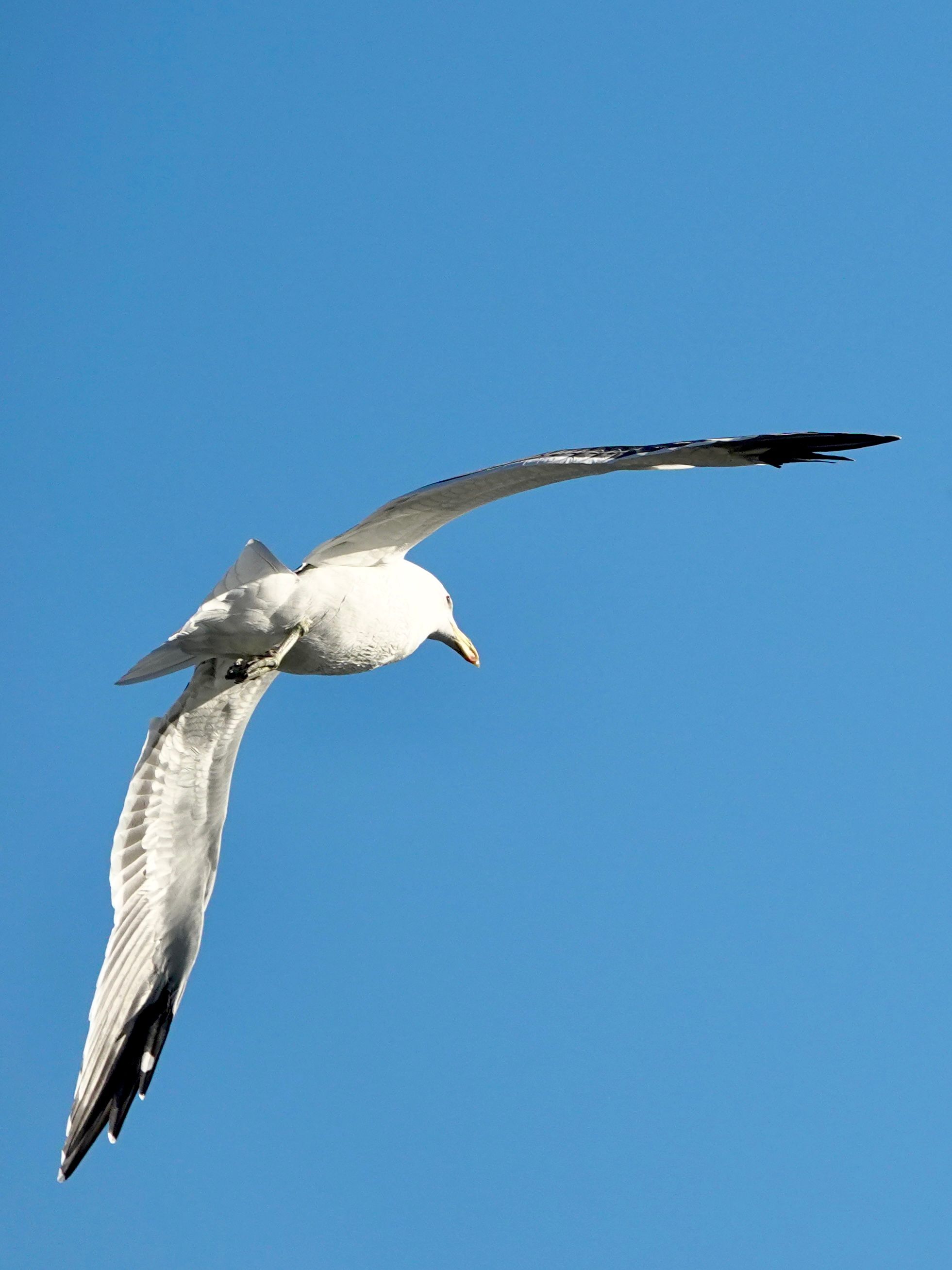 Voëllewe Fotografie