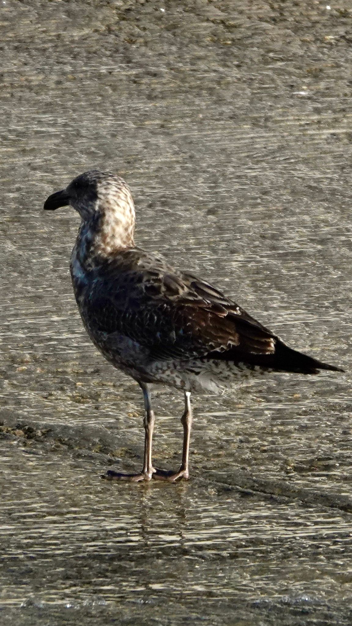 Voëllewe Fotografie