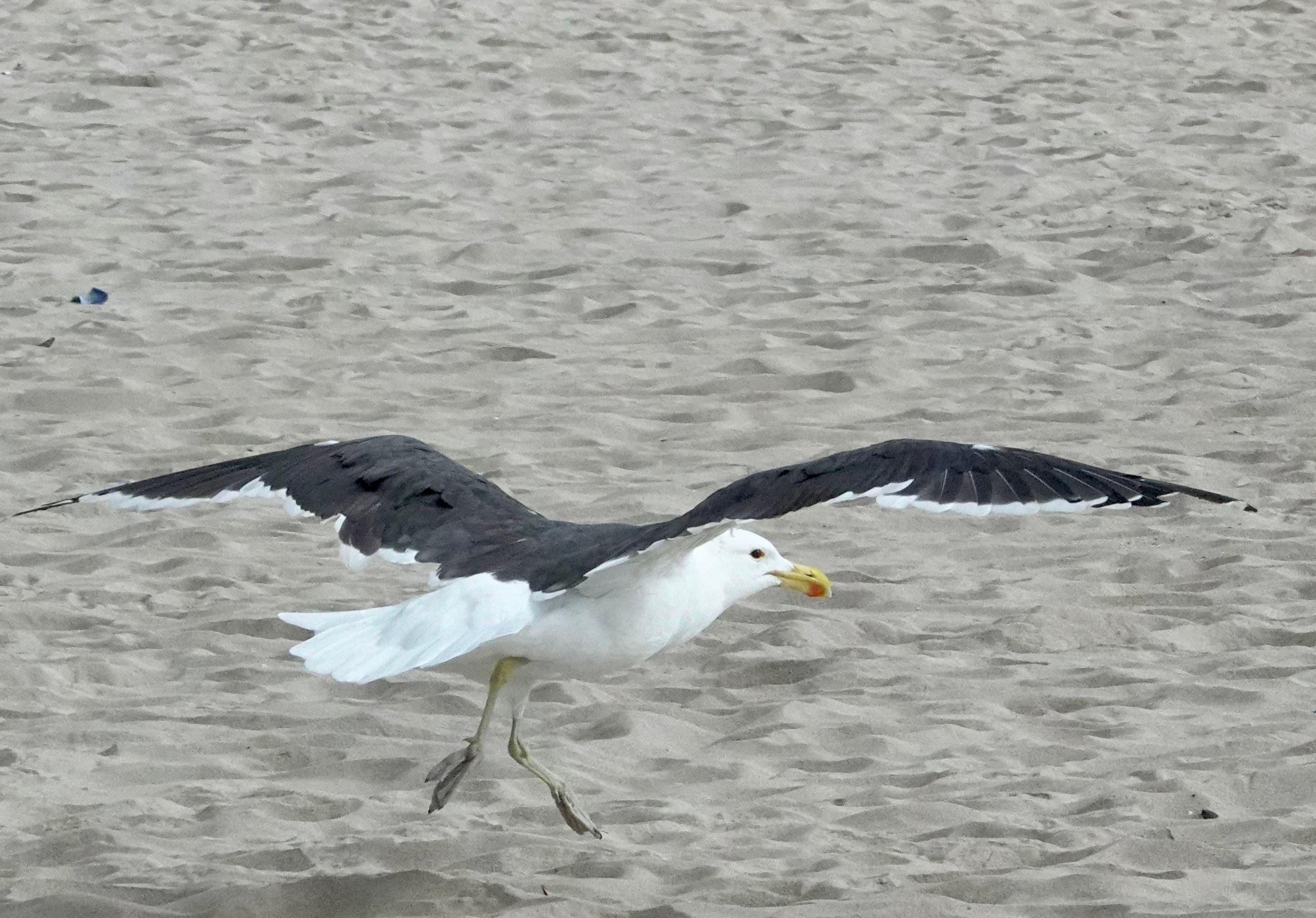 Voëllewe Fotografie