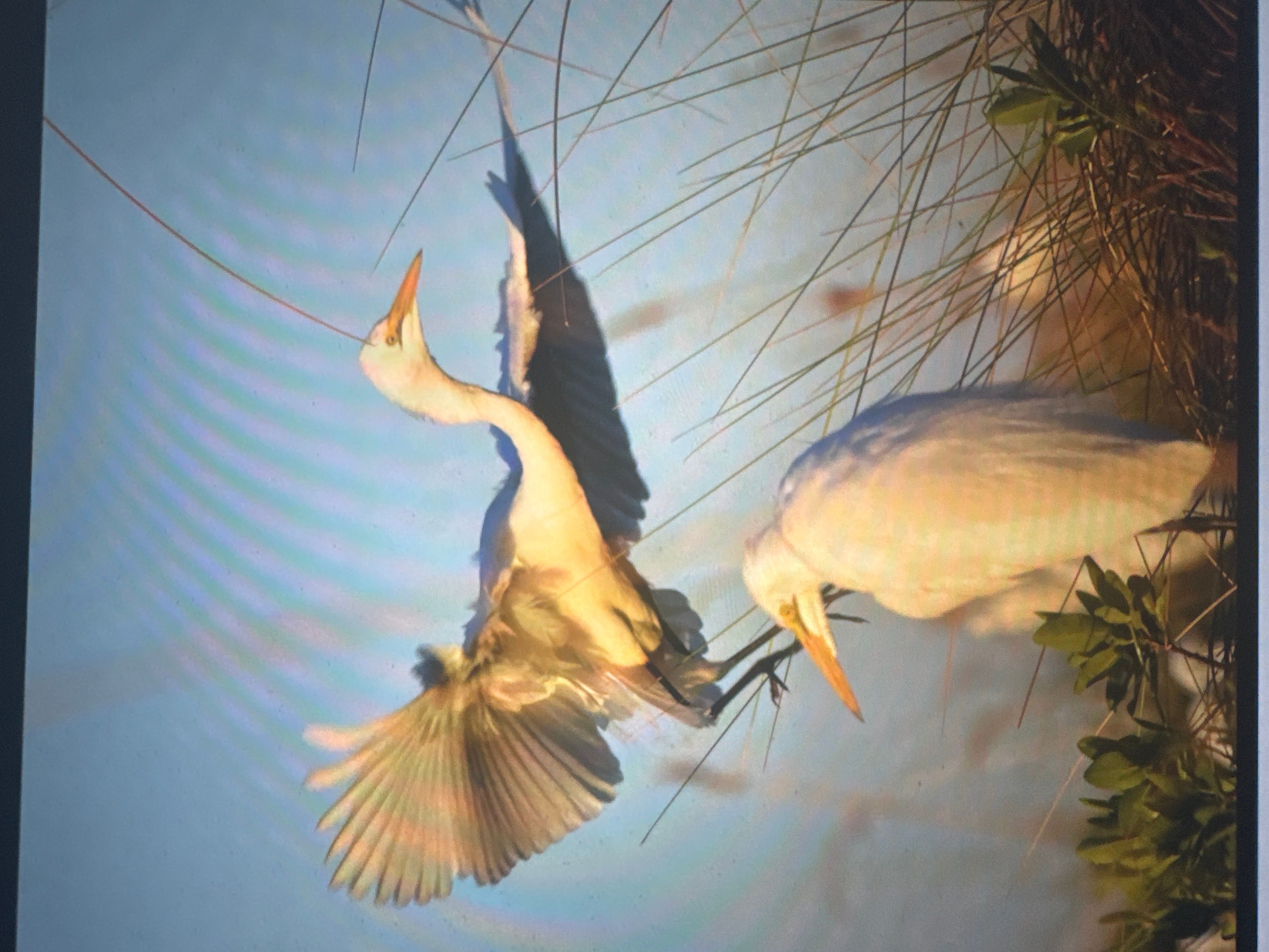 Voëllewe Fotografie